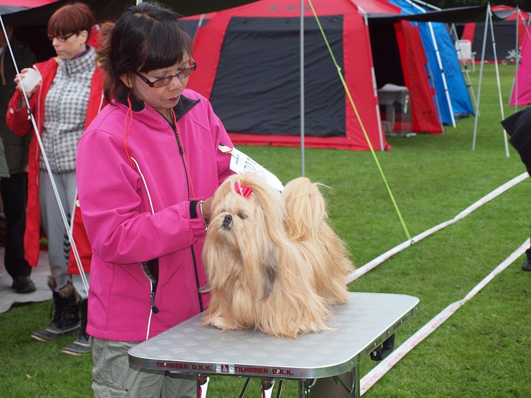 Shih Tzu Danmark